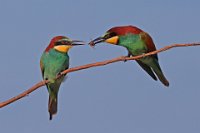 185 - BEE EATER FOOD PASS 6109 - KEENE PAUL - England <div