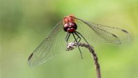 19 - RED DRAGONFLY - PINKL ALBERT J. - Germany <div