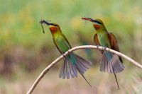 199 - BEE EATERS WITH FEED - NAGU R - India <div