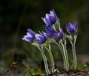 207 - PULSATILLA PATENS 6 - LINDQVIST LEENA-MAIJA - Finland <div