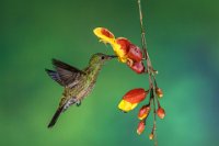 212 - HUMMING BIRD SUCKING NECTAR - C.R. SATHYANARAYANA - India <div