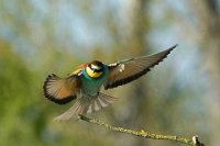 214 - BEE EATER - NAVRAT KAREL - Czech Republic <div