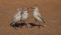 222 - TRACTRAC CHICKS BEGGING FOR FOOD - PEARMAIN SUSAN - England <div