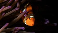 226 - POISSON CLOWN - GUENOT YVES - Reunion <div