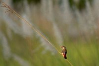 227 - STRAWBERRY FINCH - BANERJEE ANIRBAN - India <div