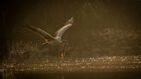 232 - PELICAN SCOOPING IN GOLDEN LIGHT - J RAVIKUMAR - India <div