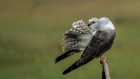 233 - PALLIED HARRIER PREENING - J RAVIKUMAR - India <div