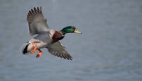 240 - MALLARD IN FLIGHT - PEAT PHIL - England <div