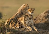 253 - CHEETAH CUB PLAYING WITH MOTHER - WHISTON IAN - England <div