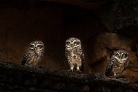 257 - THREATENING SPOTTED OWLETS - MYSORE ANITHA - India <div