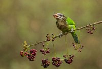 258 - WHITE CHEEKED BARBET WITH CHERRY BU - MYSORE ANITHA - India <div