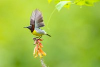 263 - SUNBIRD - VISWANADHA MAHESH KUMAR - India <div