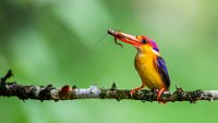 270 - DWARF KINGFISHER - C K SUBRAMANYA - India <div