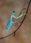 271 - AQUAMARINE MANTIS ON TWIG - BARKER TONY - England <div