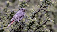 276 - ROUGE QUEUE - CAMUS HUGUETTE - France <div