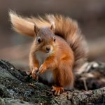 278 - RED SQUIRREL 6247 - WOODS TREVOR - England <div