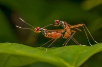 280 - MATING ON THE EDGE - SEN MRINAL - India <div