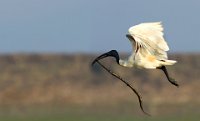 281 - IBIS FLYING WITH SNAKE - GHOSH SOUMEN KUMAR - India <div