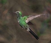 282 - HUMMINGBIRD - HAMMER PETER - Australia <div