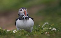 285 - PUFFIN WITH SAND EELS - PEARMAIN SUSAN - England <div