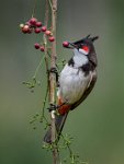 286 - BULBUL PICKING CHERRY 3 - M BASAVARAJ - India <div