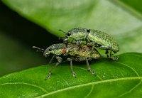 289 - BEETLE MATING 2 - BISWAS MONOJ - India <div