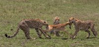 29 - CHEETAH TUG OF WAR - HUILGOL AJIT - India <div