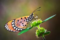 290 - PROBOSCIS THROUGH FLORET - BHAT KRISHNA - India <div