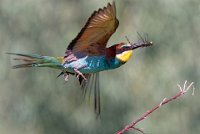 291 - EUROPEAN BEE EATER WITH FOOD - MIKSIK IVAN - Czech Republic <div