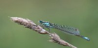 292 - BLUE TAILED DAMSELFY ON GRASS - PEAT PHIL - England <div