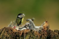 298 - GREAT TIT COLLECTS HAIR - DEVINE BOB - England <div