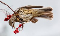 308 - MISTLE THRUSH WITH BERRIES - MCDOWALL NORMA - Scotland <div