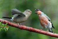 309 - YOUNG BULLFINCH WITH TIRED PARENT - MCDOWALL NORMA - Scotland <div