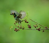 310 - BARBET TAKEOFF - VISWANADHA MAHESH KUMAR - India <div