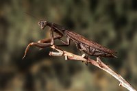 312 - MANTIS - DIEZ JOSEMI - Spain <div