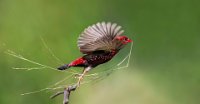 319 - RED MUNIA TAKE OFF 1 - HR SHASHANK - India <div