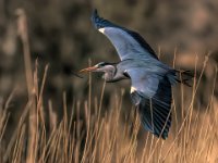 320 - GREY HERON NEST BUILDING 9882 - WOODS TREVOR - England <div