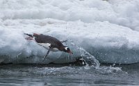 323 - GENTOO PENGUIN DIVING - HUILGOL AJIT - India <div