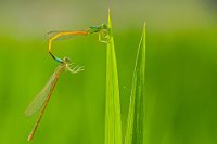 324 - YELLOW DARTLET MATING - PANDIT GAJANANA - India <div