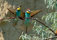 325 - EUROPEAN BEE EATERS - MIKSIK IVAN - Czech Republic <div