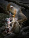 326 - MANDRILL MOTHER AND SON GAZING - CHENG THOMAS - Hong Kong <div