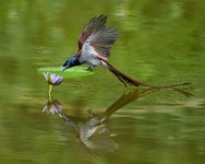 327 - PARADISE FLYCATCHER 7 - TANG KAI LON - Macau <div