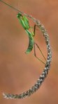 328 - PRAYING MANTIS ON EAR OF WHEAT - BARKER TONY - England <div