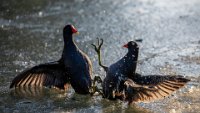 330 - COMBAT DE POULES D'EAU - DEMAN BERNARD - France <div