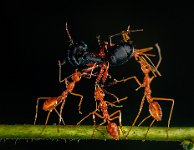 333 - WEAVERS DEVOURING BULL - HAARITH ARJUN - India <div