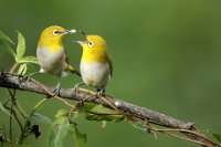 34 - ORIENTAL WHITE EYE FEEDING - PANDIT GAJANANA - India <div