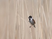 37 - REED BUNTING - PEARS GRAHAM - England <div