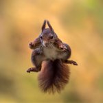 39 - JUMPER - VANDER MEULEN SONJA - Belgium <div
