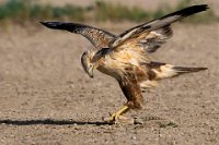 4 - BUZZARD IN ACTION 2 - SEN MRINAL - India <div