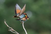 45 - RAINBOW MATING - RONDEL BRIGITTE - France <div